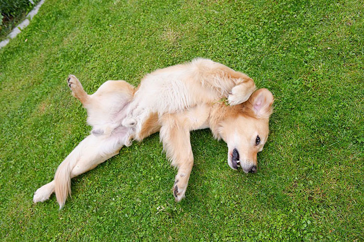dog is limping on back leg no pain