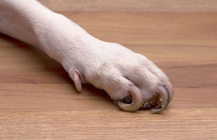 dog nails dark red at base