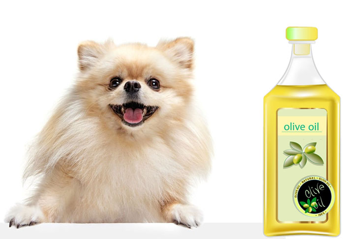 dog olive oil