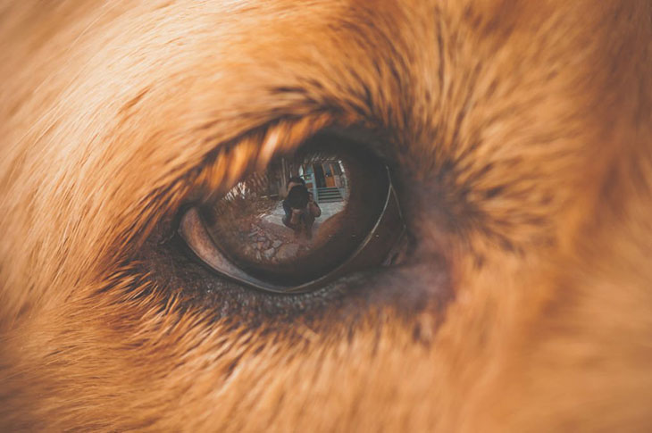 dogs eye droopy and red