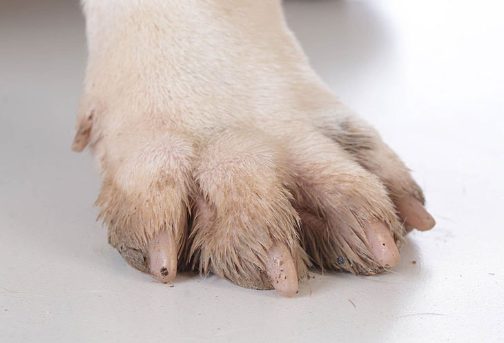 dogs nails are red