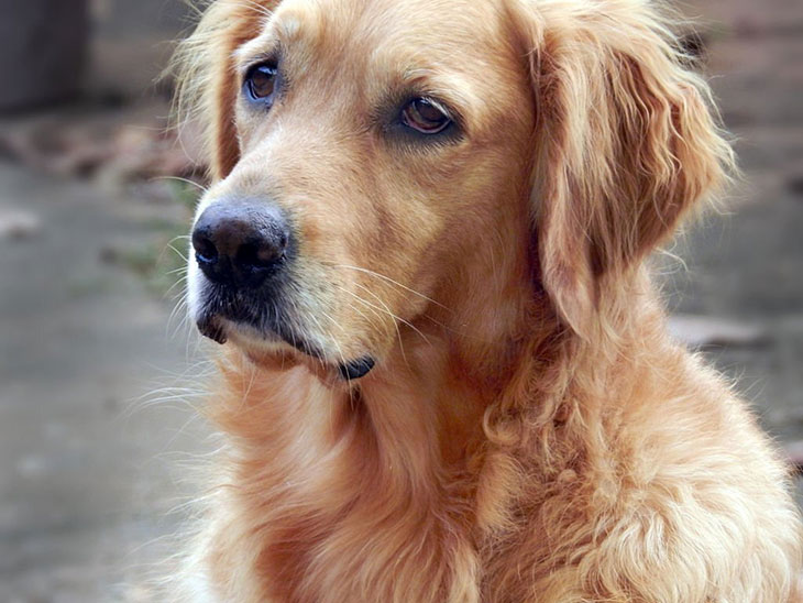 droopy eye golden retriever