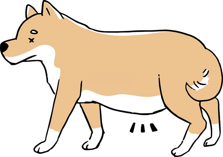 enlarged stomach dog