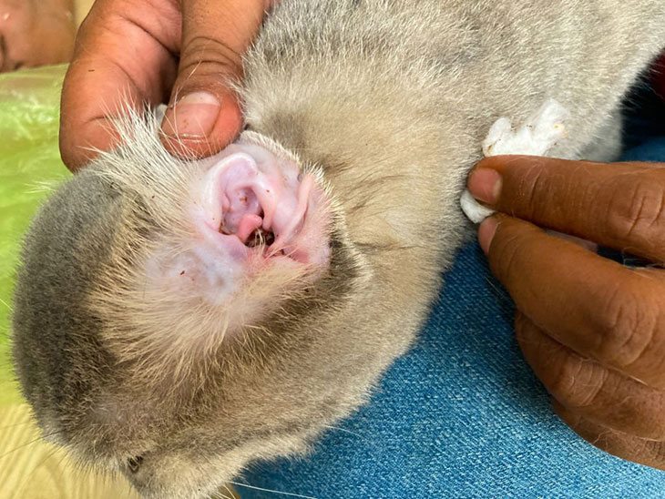 excessive ear scratching in dogs