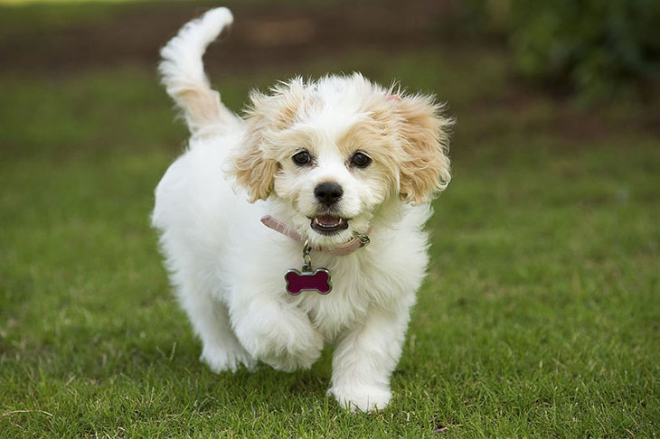 how long do cavachons live