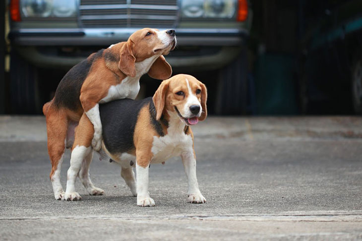 how to get two dogs unstuck