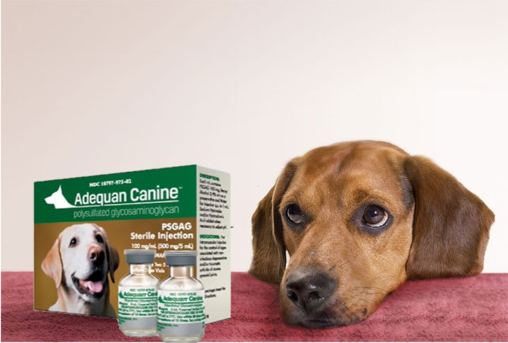 is adequan safe for dogs