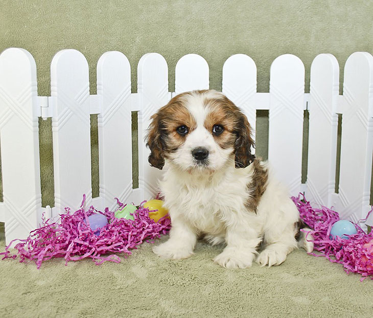lifespan of cavachon