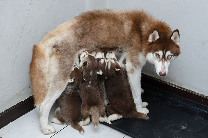 mother dog behavior after giving birth