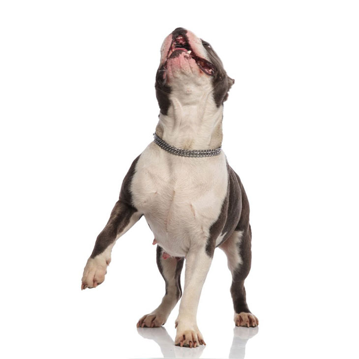 my dog is limping back leg but no pain