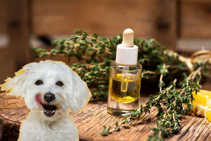 rosemary dog food