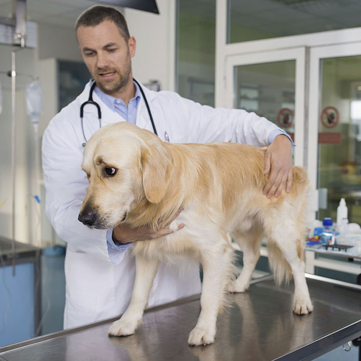 too much insulin in dogs