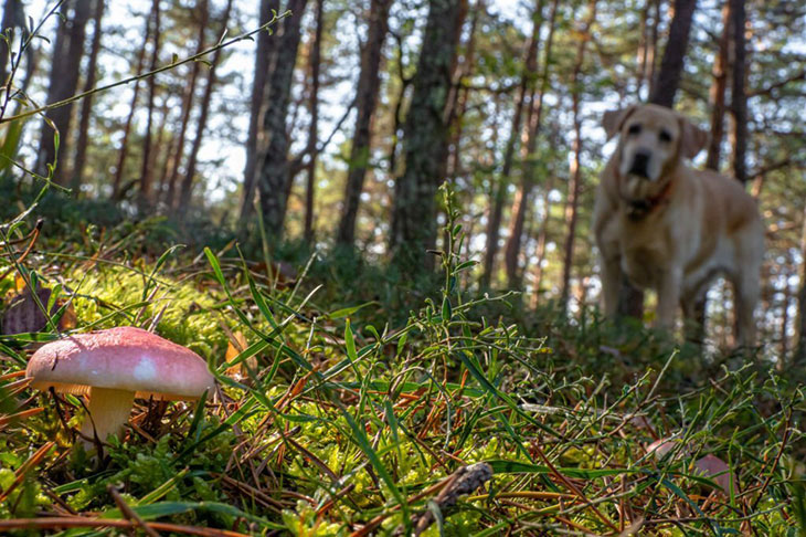 what happens if my dog eats a mushroom