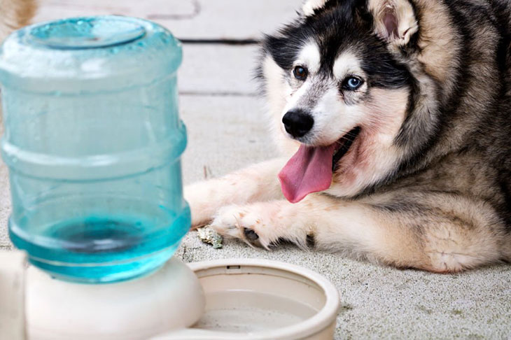 withholding water from senior dog at night