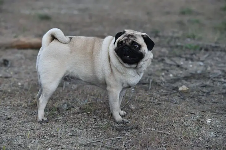 What does it mean when my Pugs tail uncurled