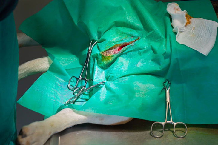 What is the success rate of bladder stone removal in dogs