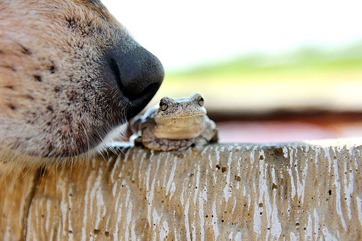 american toad poison dog