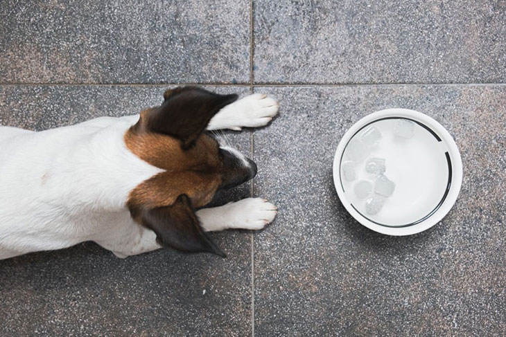 are ice cubes good for puppies teething