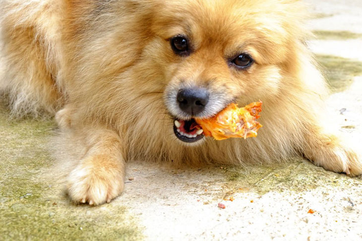 can dogs eat cooked crab meat
