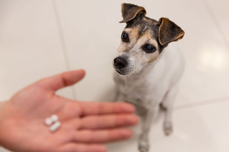 can i give my dog klonopin