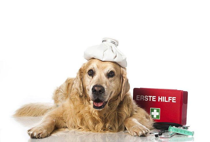 can you give a dog klonopin