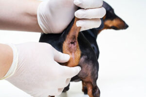 Clear Jelly Discharge From Dog's Anus - What Is It? Why?