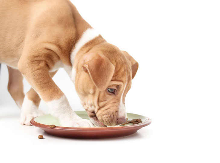 common pitbull food allergies