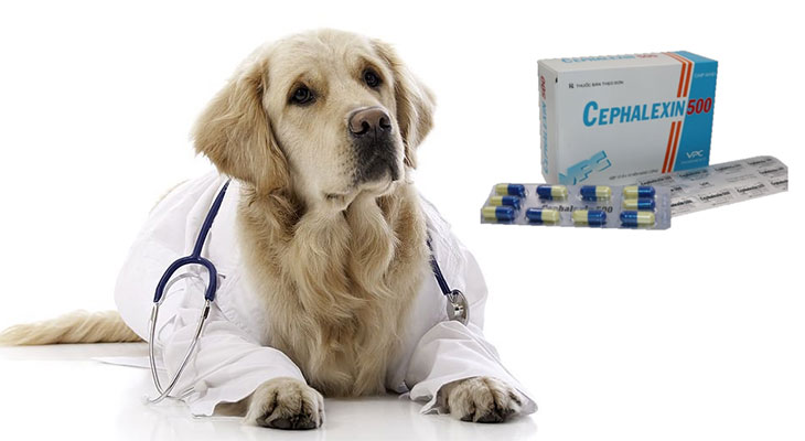 difference between dog and human cephalexin
