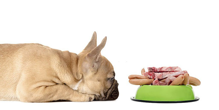 dog ate too much