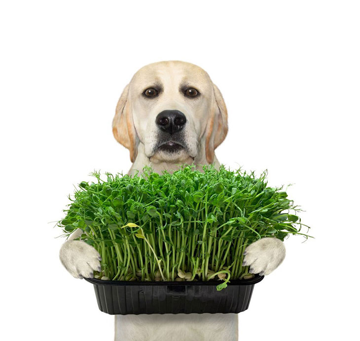 How to Clean Dog Stomach Naturally? 7 Most Effective Ways