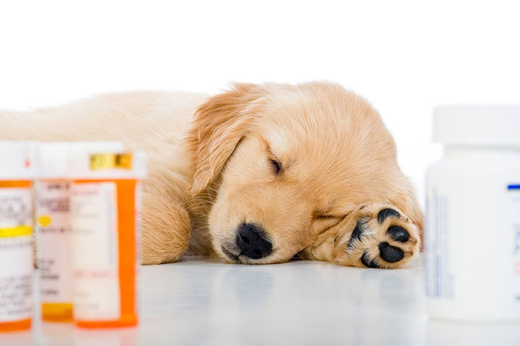 how much klonopin can i give my dog
