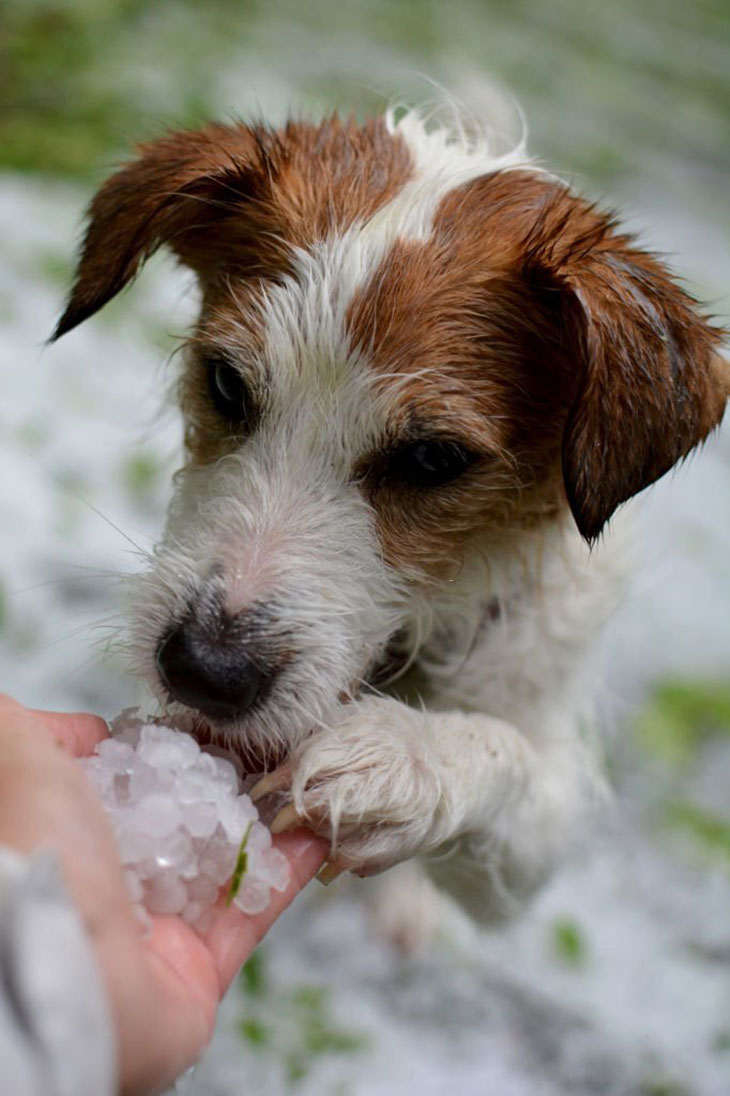 Can Puppies Have Ice Cubes For Teething? Honest Answer