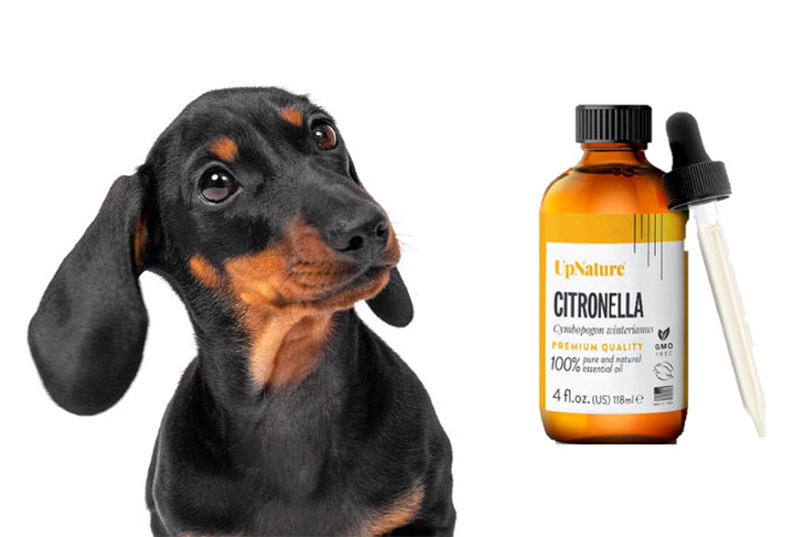is citronella oil safe for dogs
