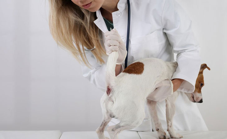 leakage from dogs anus