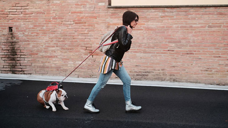 my yorkie is weak and not eating