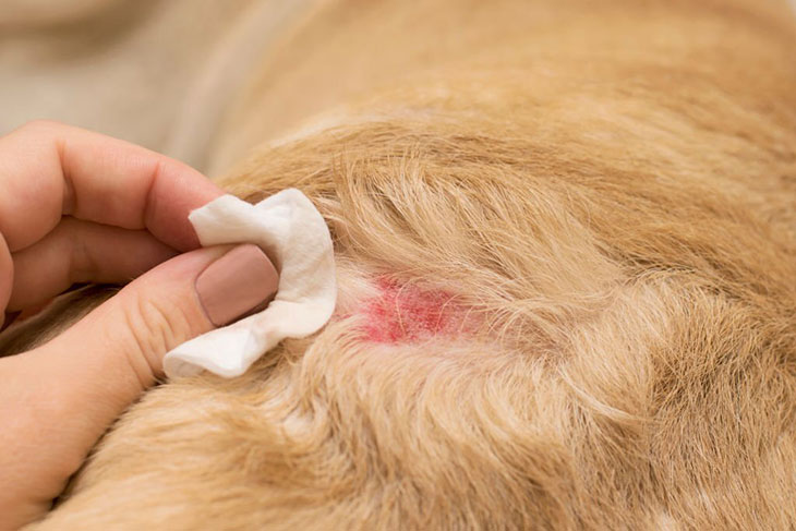 neosporin on dogs hot spot
