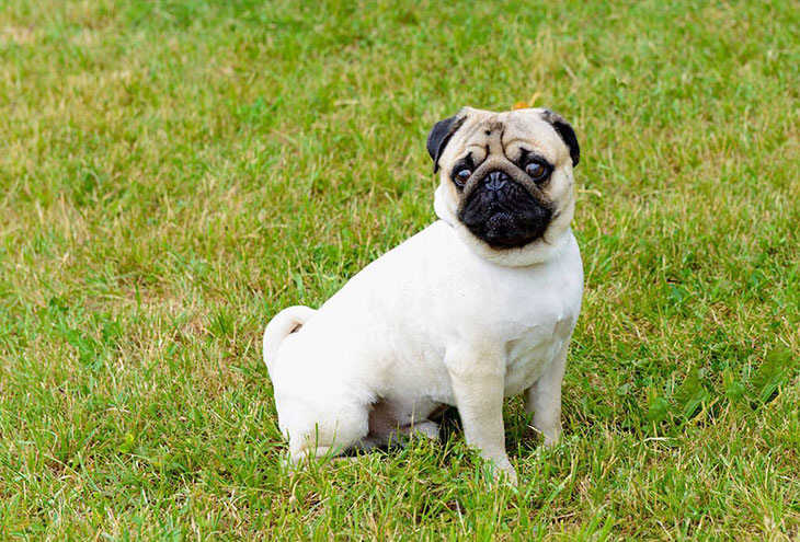 pug tail uncurled