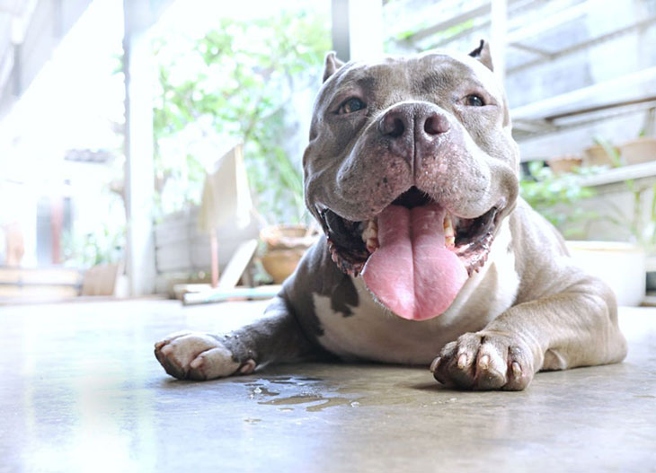 what foods are pitbulls allergic to