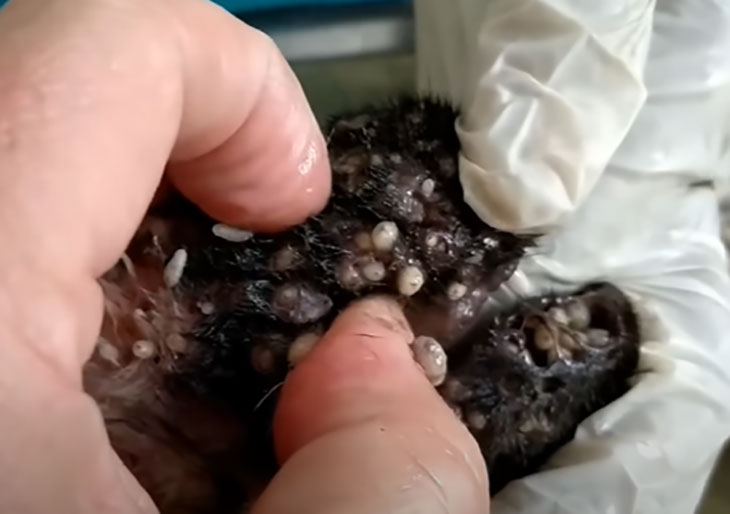 worm coming out of dog skin treatment