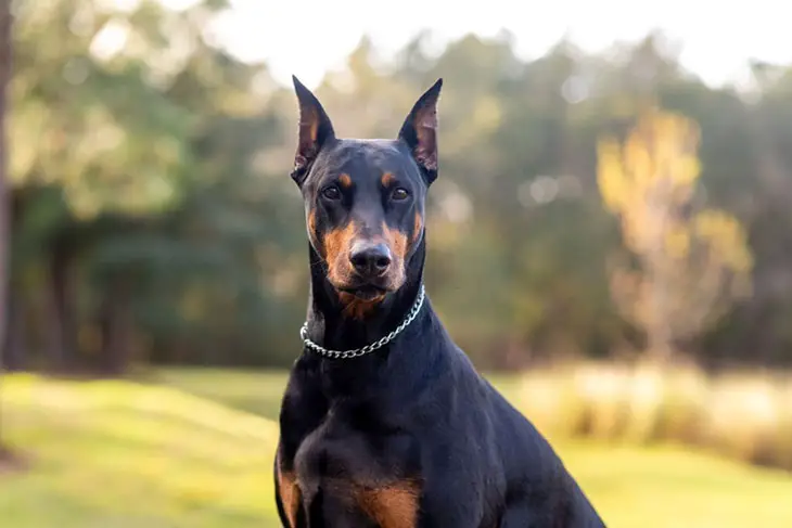 At what age do Dobermans calm down