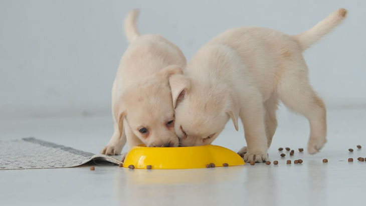 Can 3 week old puppies eat dry food