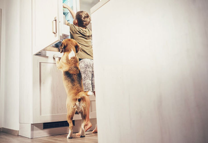 How long does kibble last in fridge