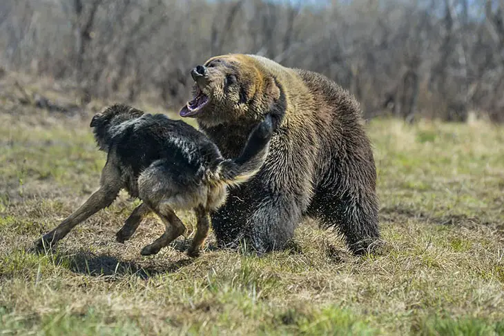 How often do black bears attack dogs