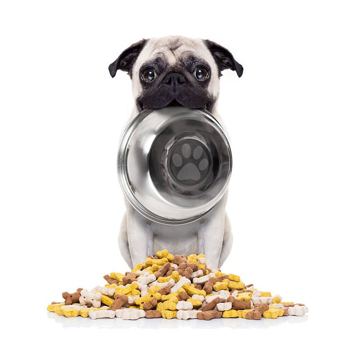 How often should I feed my dog dry food
