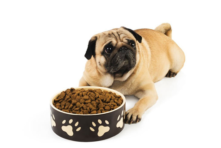 Should you ignore a whining dog