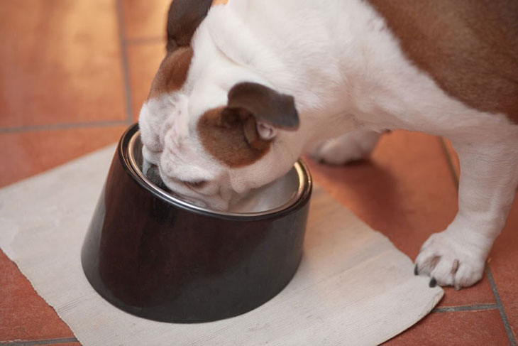 What foods make dogs pee a lot