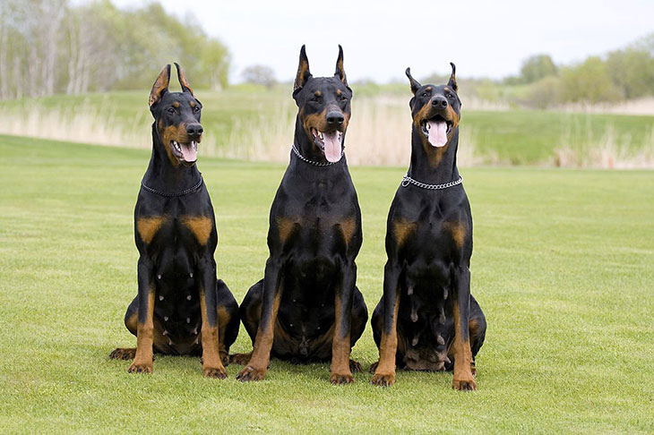 What is the energy level of a Doberman