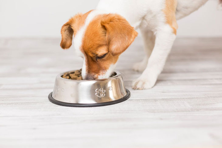 add water to dry dog food