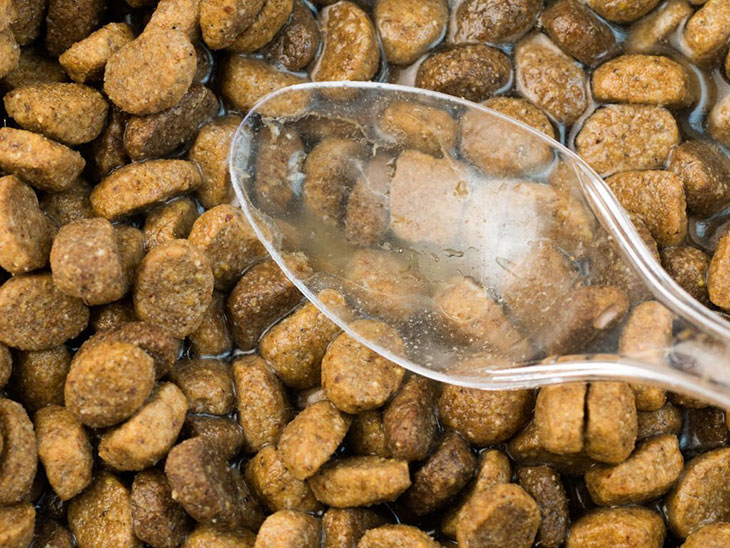 adding water to dry dog food