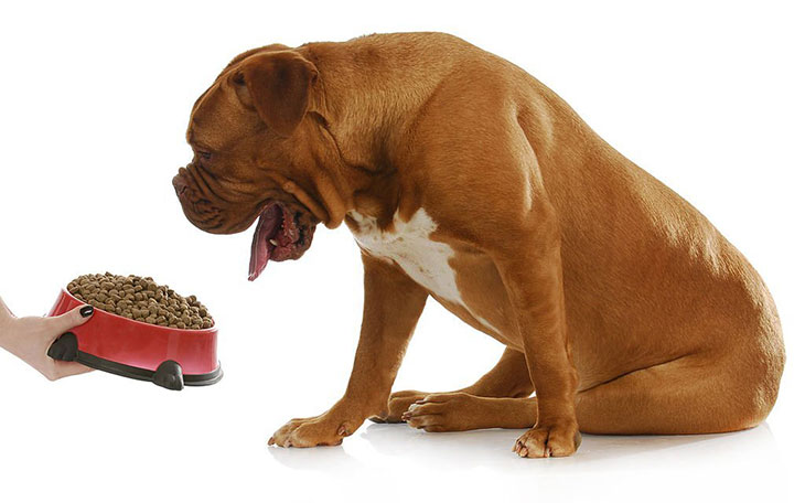 dangers of dry dog food